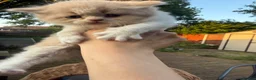 Persian cats for sale: Stunning persian kittens  - Advert 7