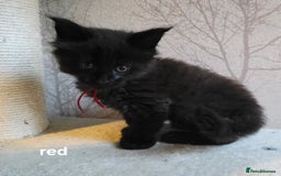 Maine Coon cats for sale: Maine Coon Kittens Polydactyl Russian line - Image 18
