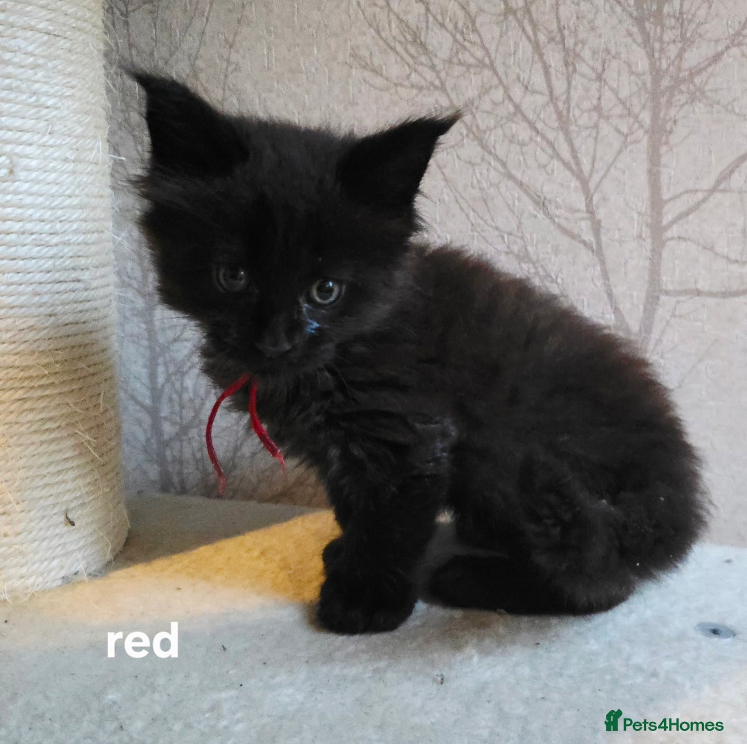 Maine Coon cats for sale: Maine Coon Kittens Polydactyl Russian line - Image 18