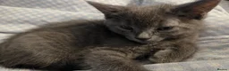 Mixed Breed cats for sale: Two Kittens Ragdoll Cross in Sunderland - Advert 4