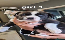 Mixed Breed dogs for sale: Husky cross staffy pups - Image 2