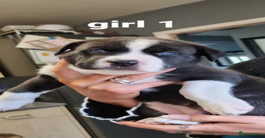 Mixed Breed dogs - Advert 2