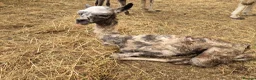 Llama livestock for sale: 4 female llamas in York - Advert 7