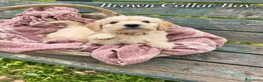 Brown Collar - Red Boy 
