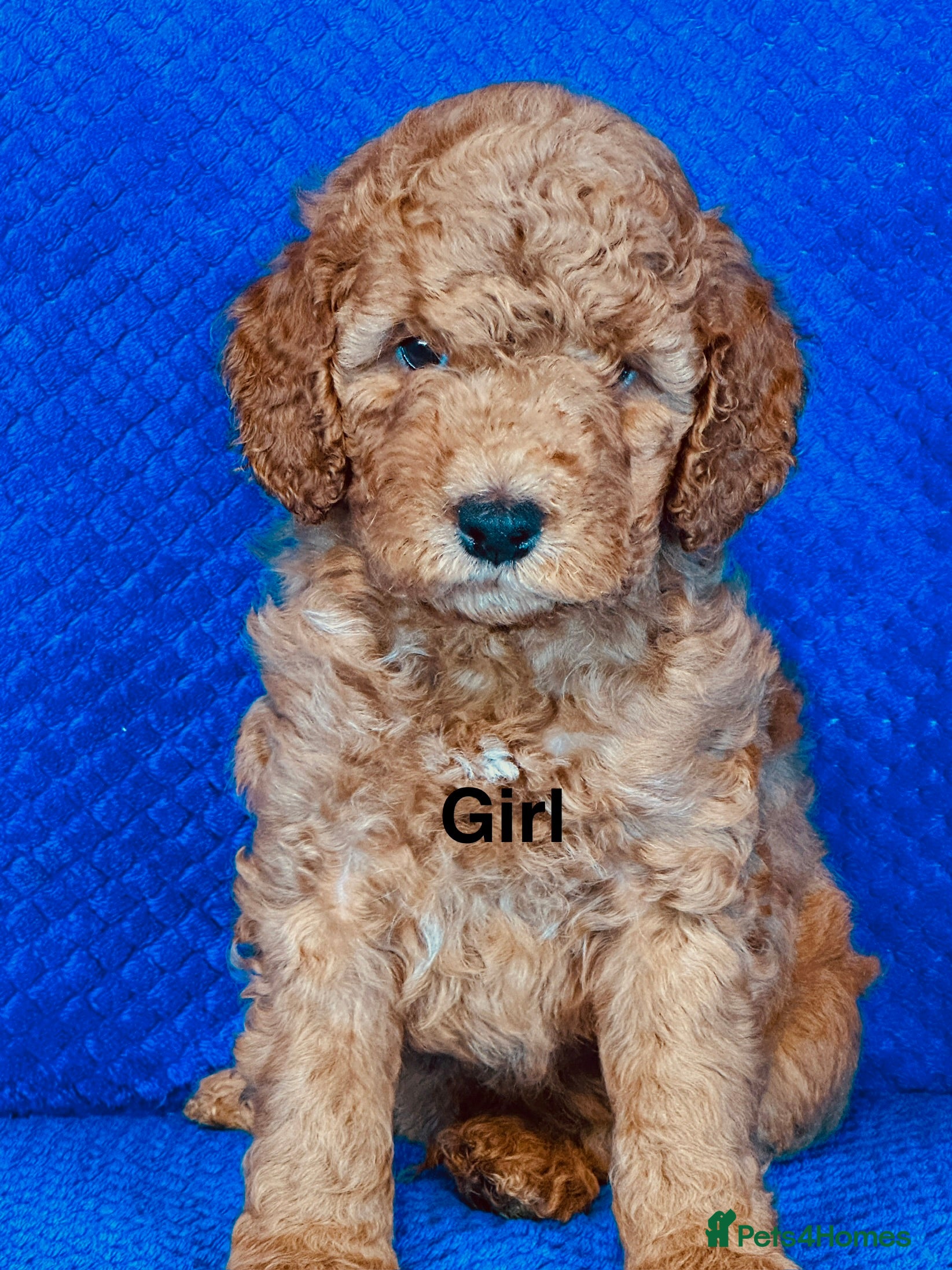 Cockapoo dogs Fully Health Tested, Show-Type Cockapoo Puppies - Advert 2
