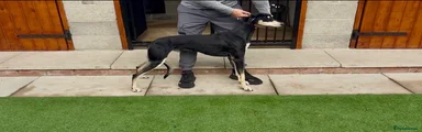 Saluki