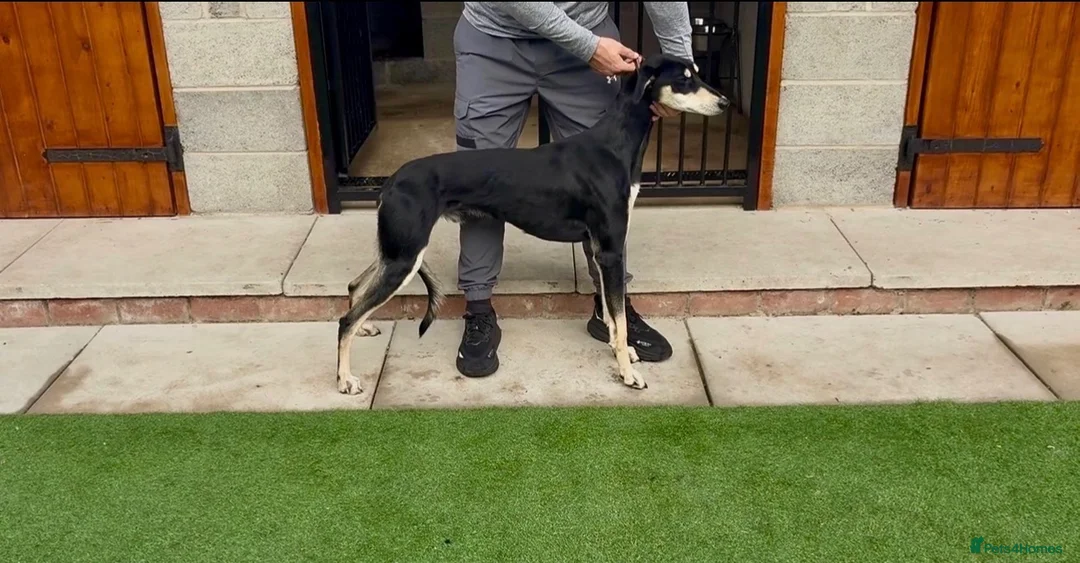 Lurcher dogs for sale: Saluki greyhound in Doncaster - Advert 2