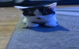 Mixed Breed cats for sale: Two kittens available for new homes  - Image 1