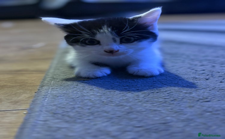 Mixed Breed cats - Advert 6