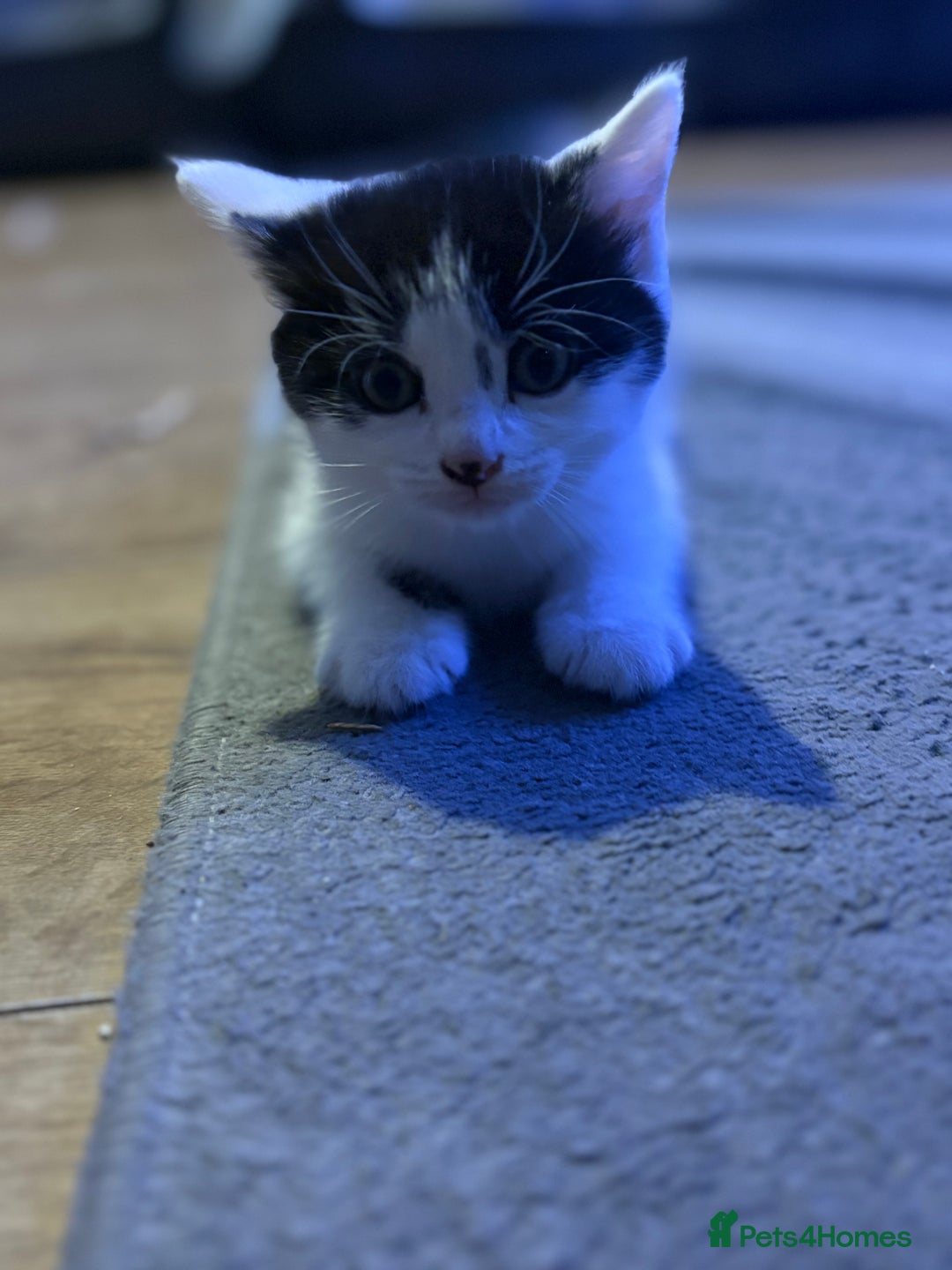 Mixed Breed cats for sale: Two kittens available for new homes  - Image 1