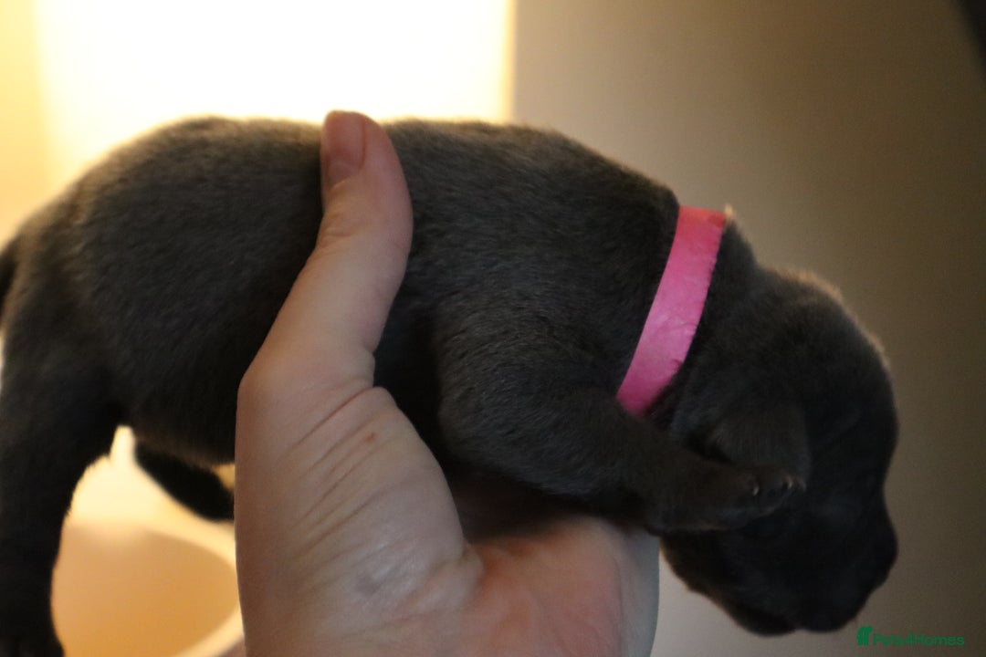 Staffordshire Bull Terrier dogs for sale: 6 blue Staffordshire bullterrier puppies for sale  - Advert 17