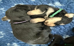 Miniature Schnauzer dogs for sale: Beautiful litter of Miniature Shnauzers  - Image 22