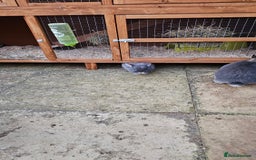 Netherland Dwarf rabbits for sale: Much loved family group - Image 2