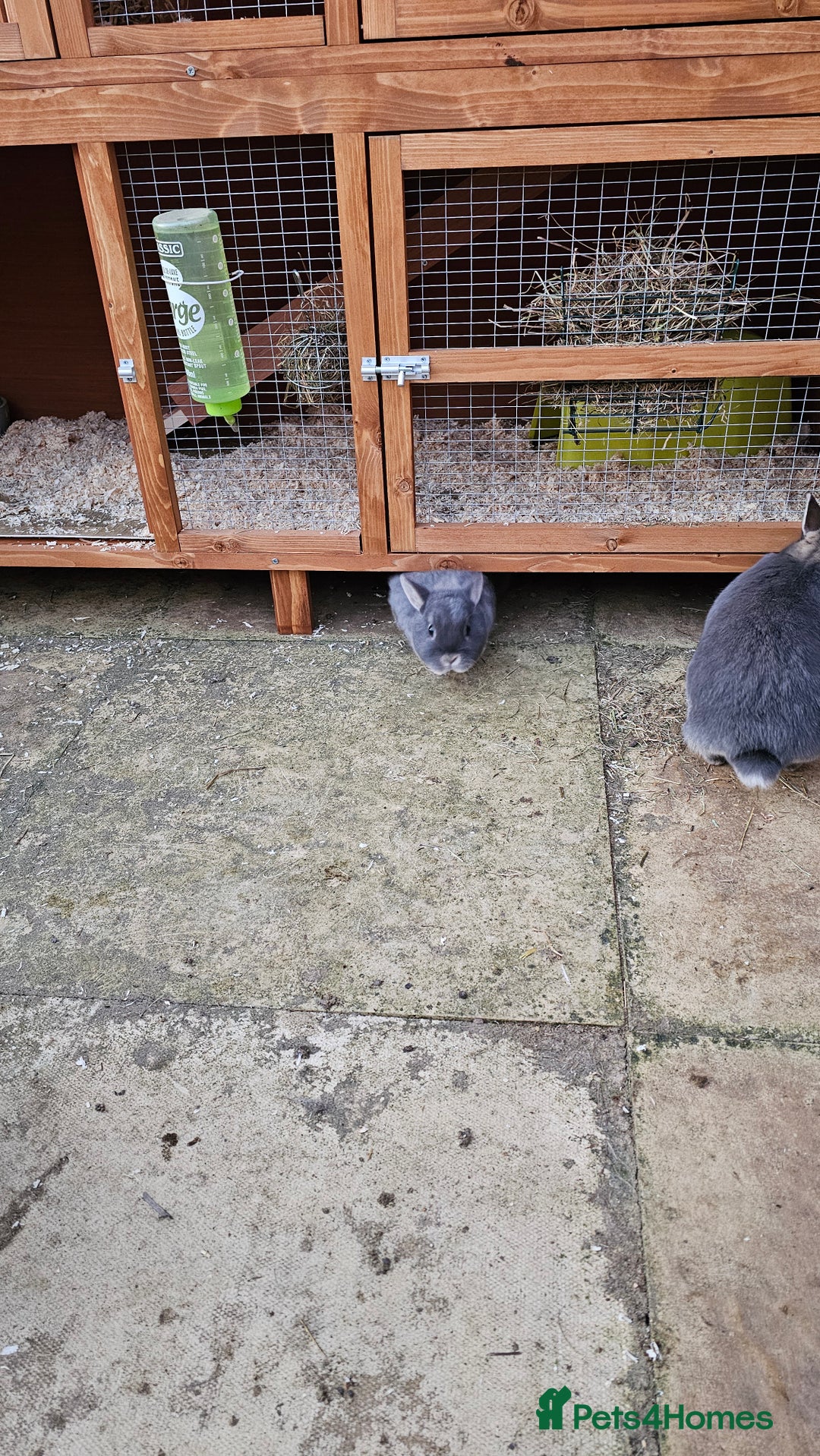 Netherland Dwarf rabbits for sale: Much loved family group - Image 2