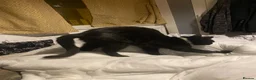 Domestic Shorthair cats for sale: 10 month old black boy cat  in Birmingham - Advert 3