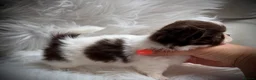 Chihuahua dogs for sale: KC registered long coat chihuahua puppies  - Advert 6