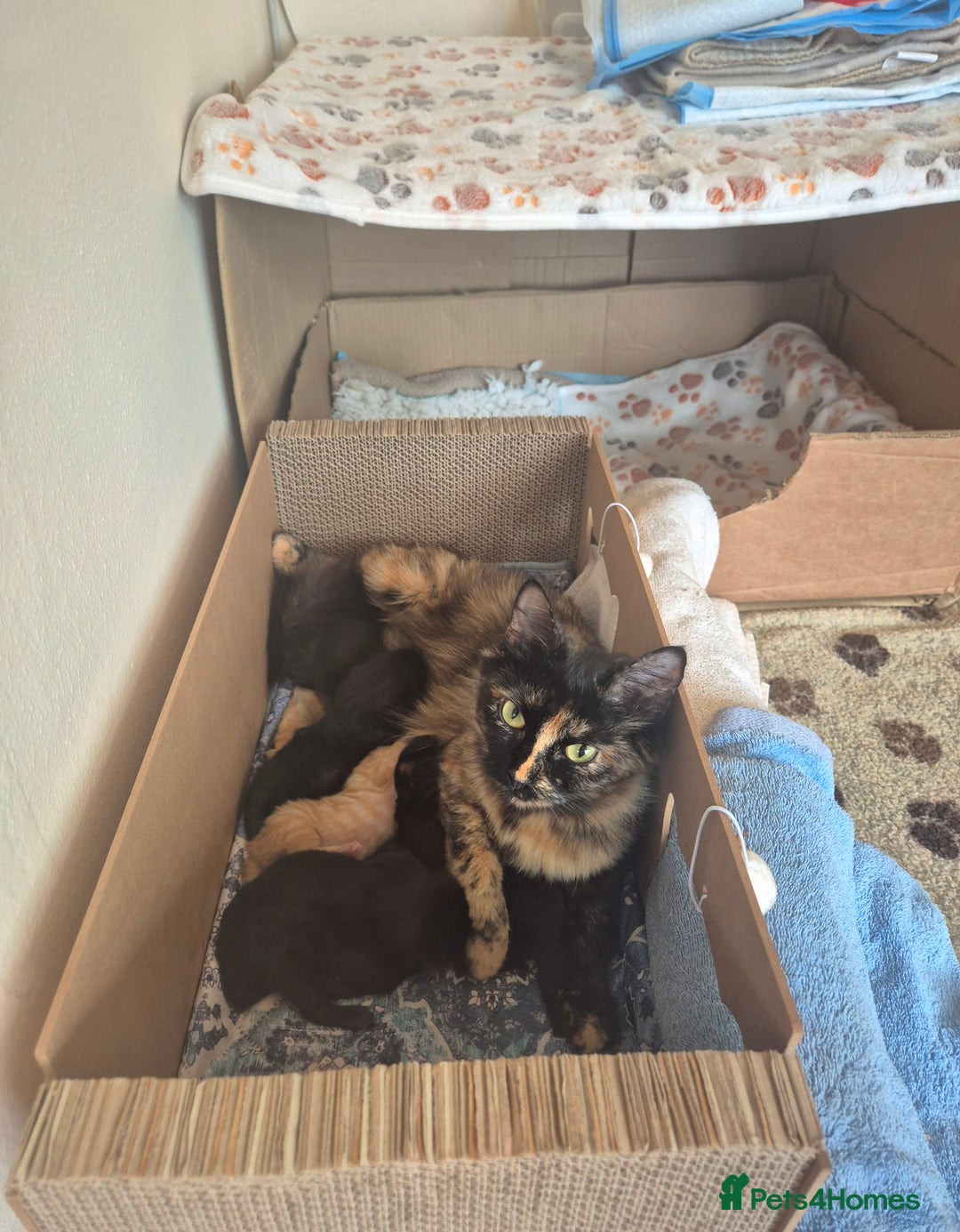 Mixed Breed cats for sale: 😺 VERY FRIENDLY KITTENS 😺 - Advert 40
