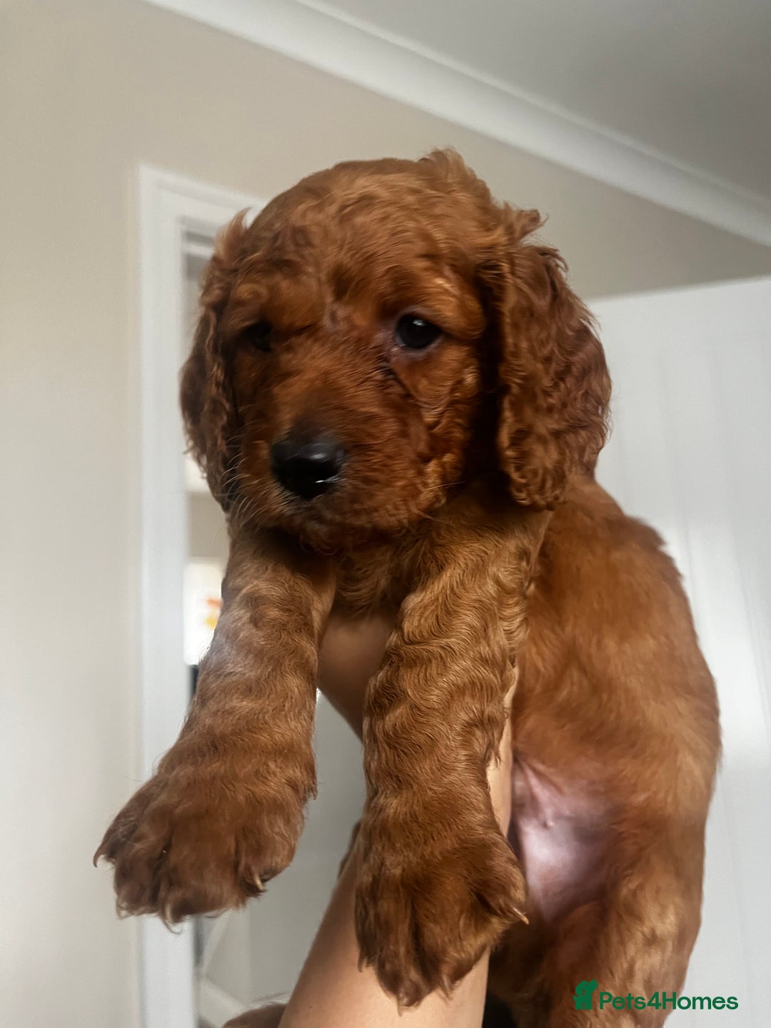 Cockapoo dogs for sale: Beautiful f2 puppies  - Image 7