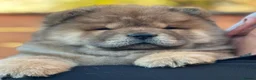 Chow Chow dogs for sale: Kc Registered Chow Chow Pups - Advert 5