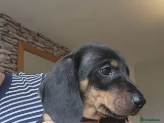 Dachshund dogs Male Dachshund Puppy - Advert 2