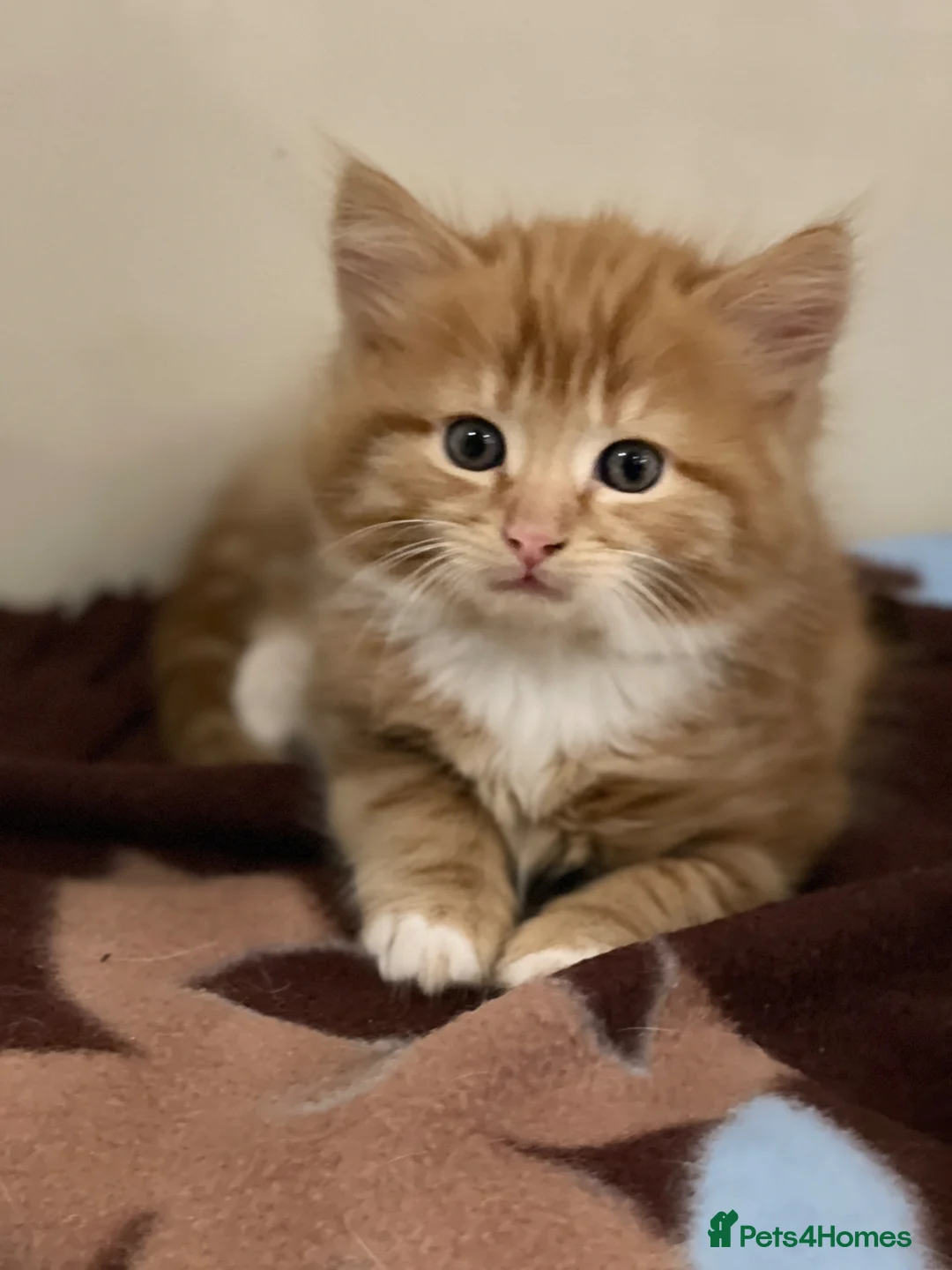 Mixed Breed cats for sale: Adorable Kittens Looking for a Loving Home - Advert 1
