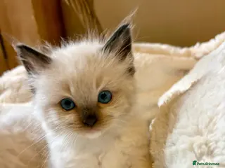 Ragdoll cats 💎 Stunning pedigree unique colour kittens ✨💎 - Advert 4