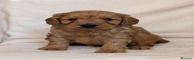 Cavapoo Puppy 3