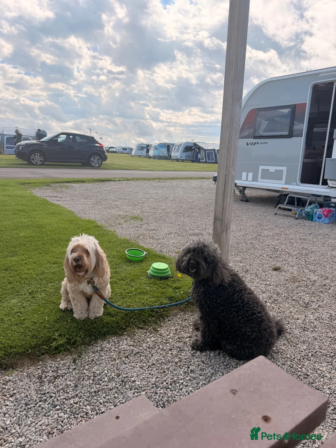 Mixed Breed dogs for sale: 2 x Cockapoos Need Re Homing  - Advert 3