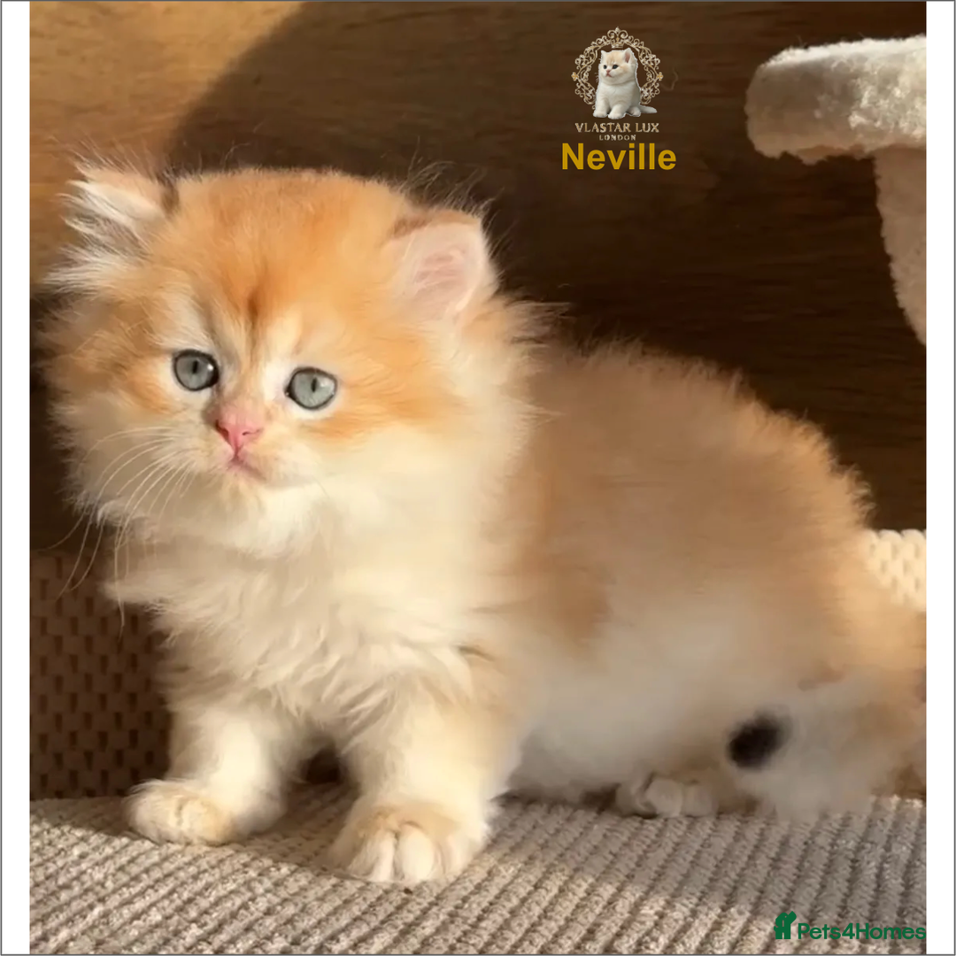 British Shorthair cats for sale: Vlastar Lux Neville BLH Black Golden Chinchilla - Advert 3