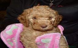 Cockapoo dogs for sale: Cockapoo F2 Puppies - Image 15