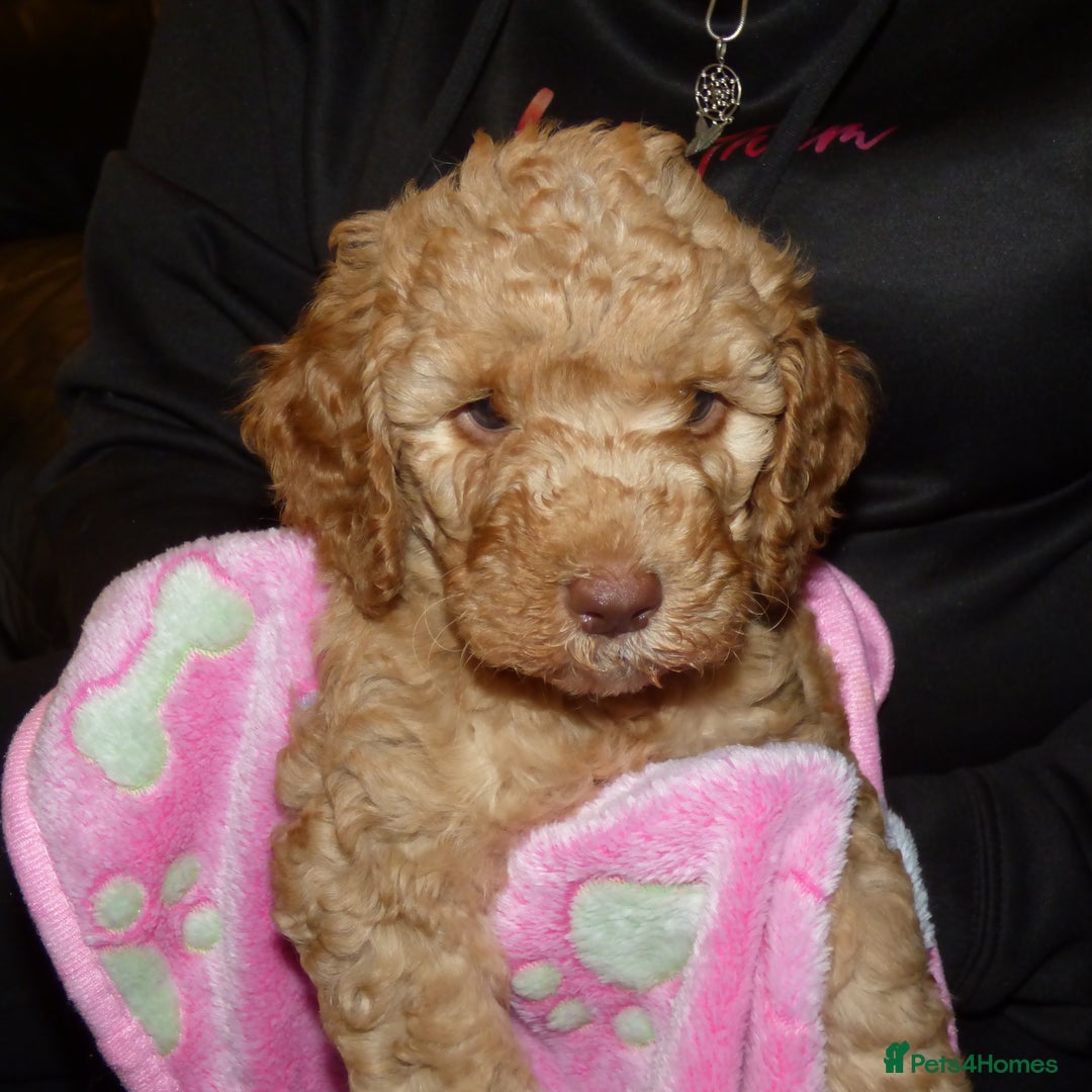 Cockapoo dogs for sale: Cockapoo F2 Puppies - Image 15