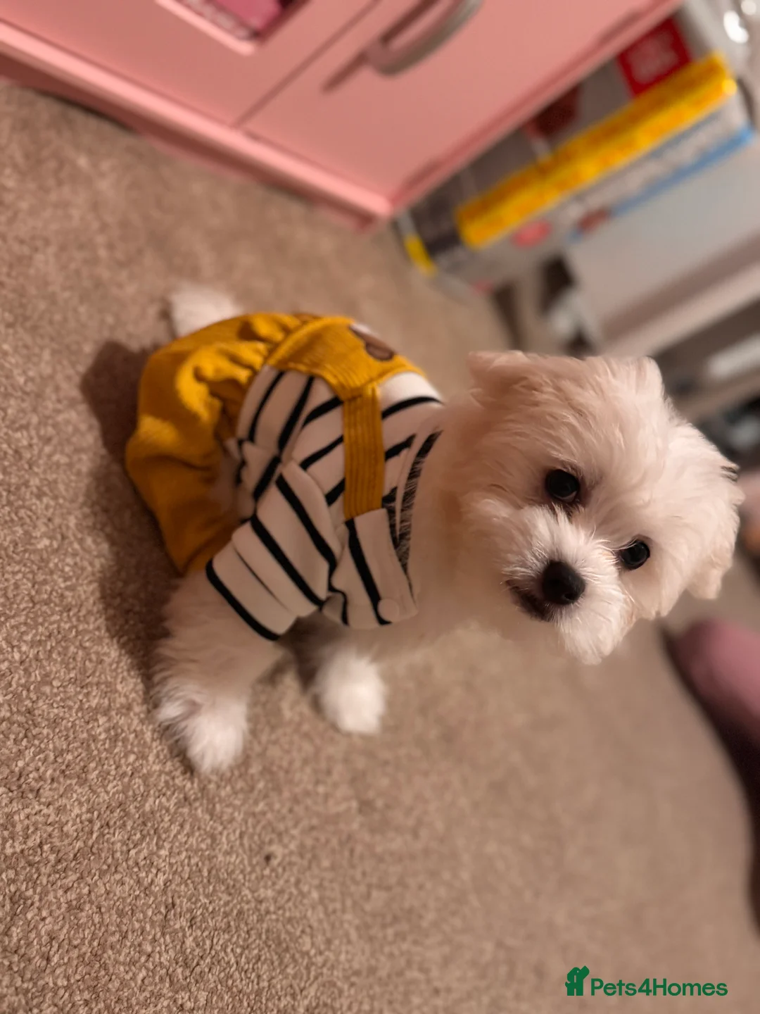 Maltese dogs for stud: Available for stud - Advert 5