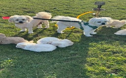 Mixed Breed dogs for sale: Shih Tzu-pomeranian - Image 1