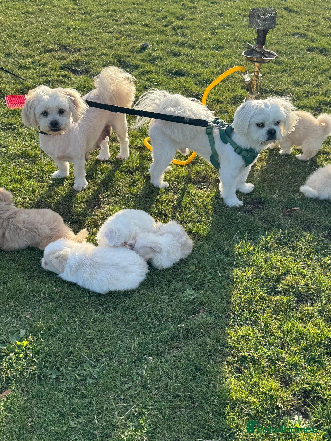 Mixed Breed dogs for sale: Shih Tzu-pomeranian - Image 1