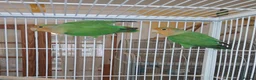 Lovebirds birds for sale: Lovebird pairs £50 per pair or 2 pairs for £90 - Advert 2