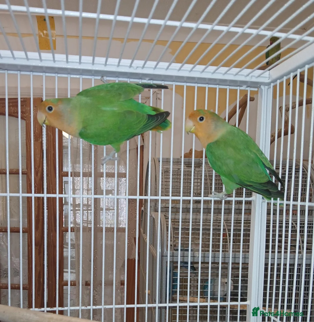 Lovebirds birds for sale: Lovebird pairs £50 per pair or 2 pairs for £90 - Advert 2