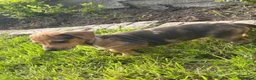 Mixed Breed dogs for sale: Beautiful female Dachshund Puppy - Advert 1