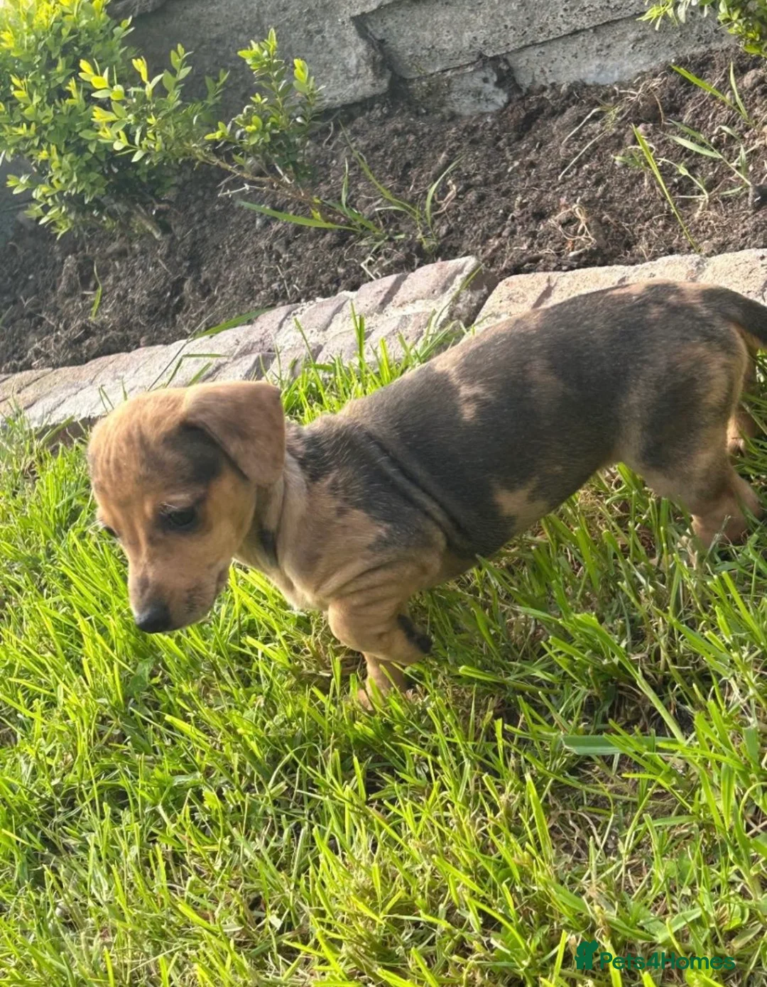 Mixed Breed dogs for sale: Beautiful female Dachshund Puppy - Advert 1