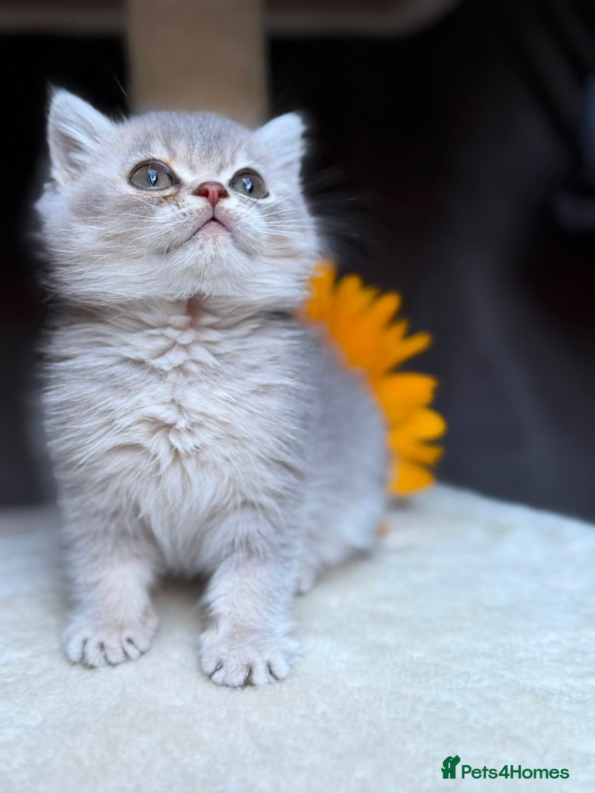 British Longhair cats PURE TICA BRITISH SHORTHAIR & LONGHAIR KITTENS  - Advert 2