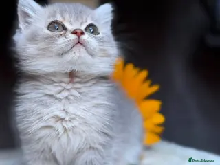 British Longhair cats PURE TICA BRITISH SHORTHAIR & LONGHAIR KITTENS - Advert 2
