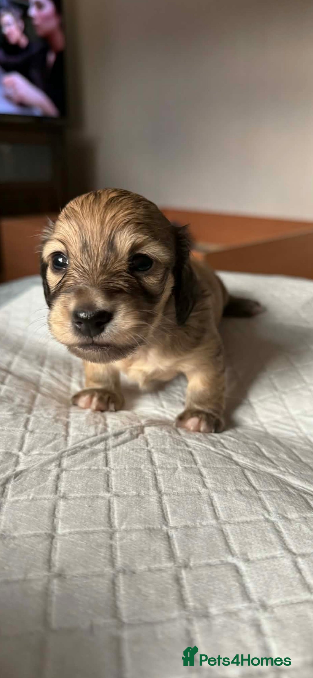 Miniature Dachshund dogs for sale: Long Haired Miniature dachshunds - Advert 9