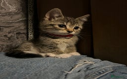 Mixed Breed cats for sale: Kittens  - Image 1