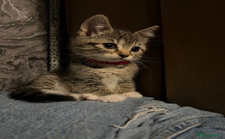Mixed Breed cats for sale - Advert 1