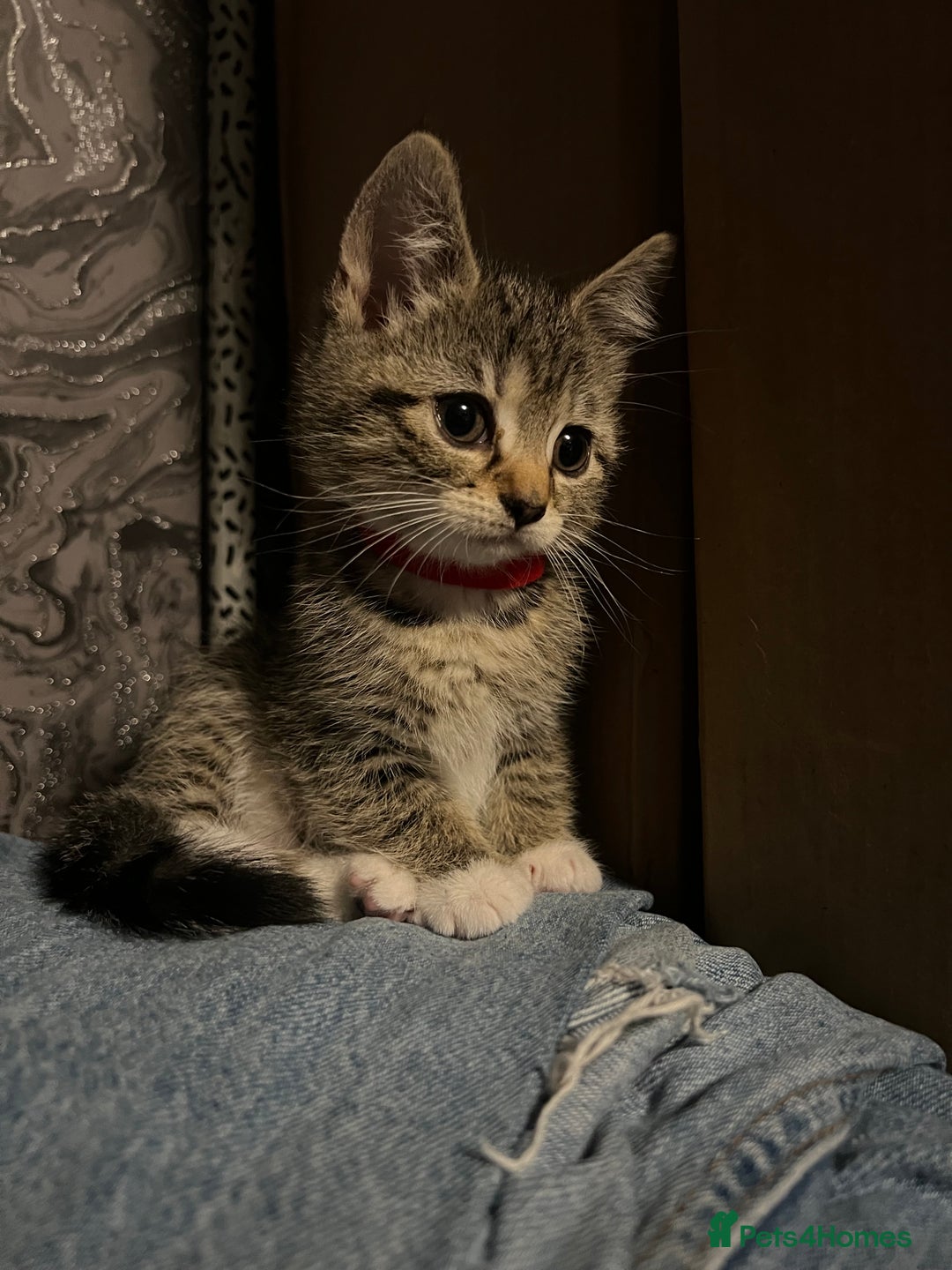 Mixed Breed cats for sale: Kittens  - Image 1