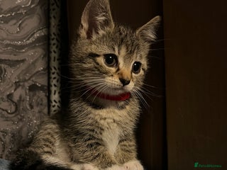 Mixed Breed cats - Advert 8