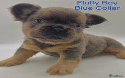 French Bulldog dogs for sale: 🏆KC Reg Blue French Bulldog Puppies – Fluffy - Image 2