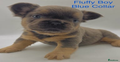 French Bulldog dogs - Advert 7