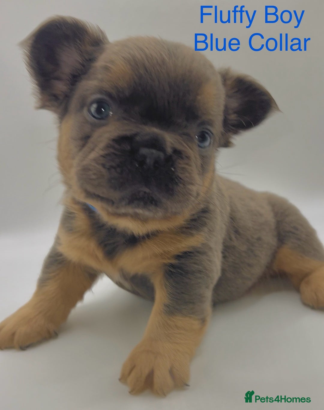 French Bulldog dogs for sale: 🏆KC Reg Blue French Bulldog Puppies – Fluffy - Image 2