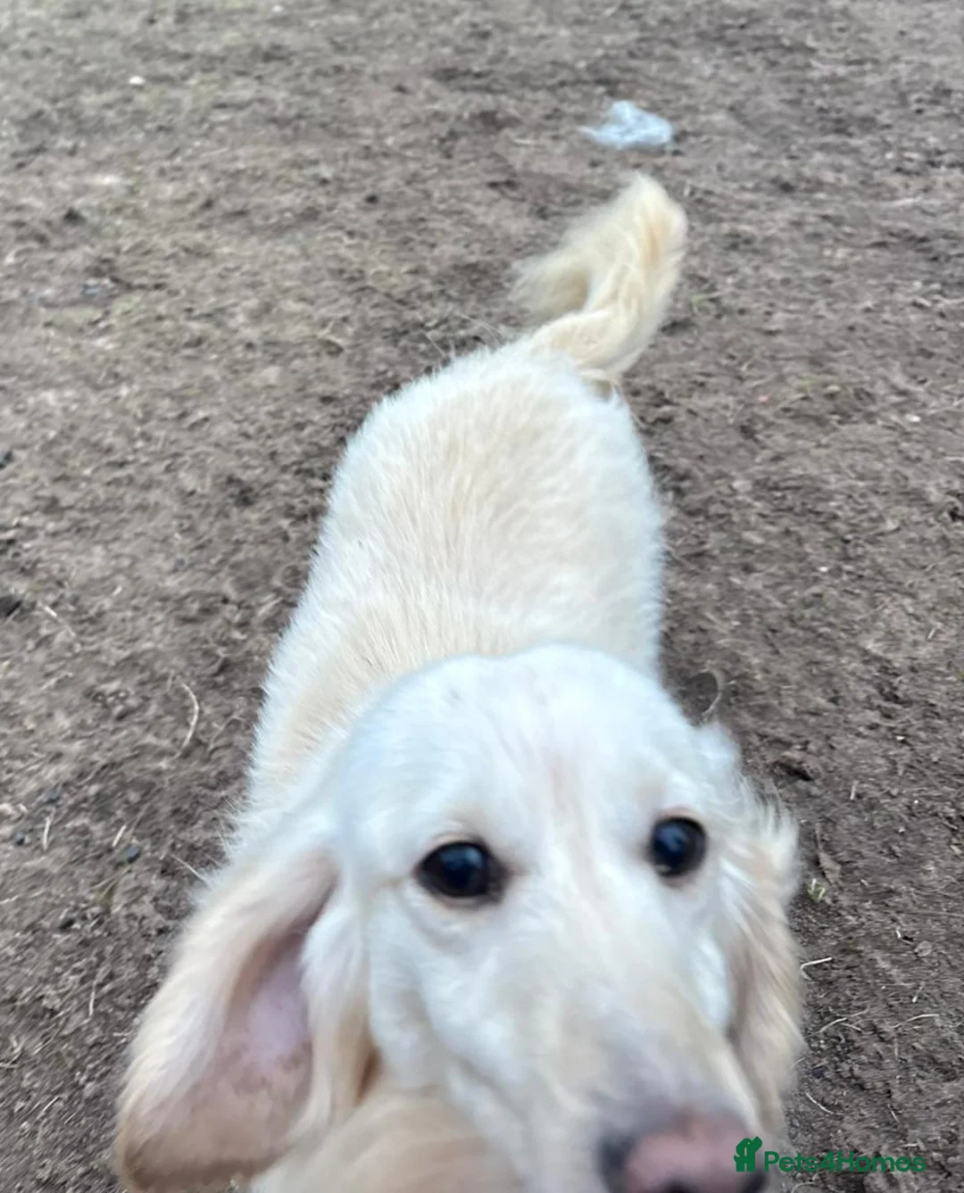 Dachshund dogs for adoption: ARNIE, a Lovely 🌭 Boy - for a Loving Home - Advert 9