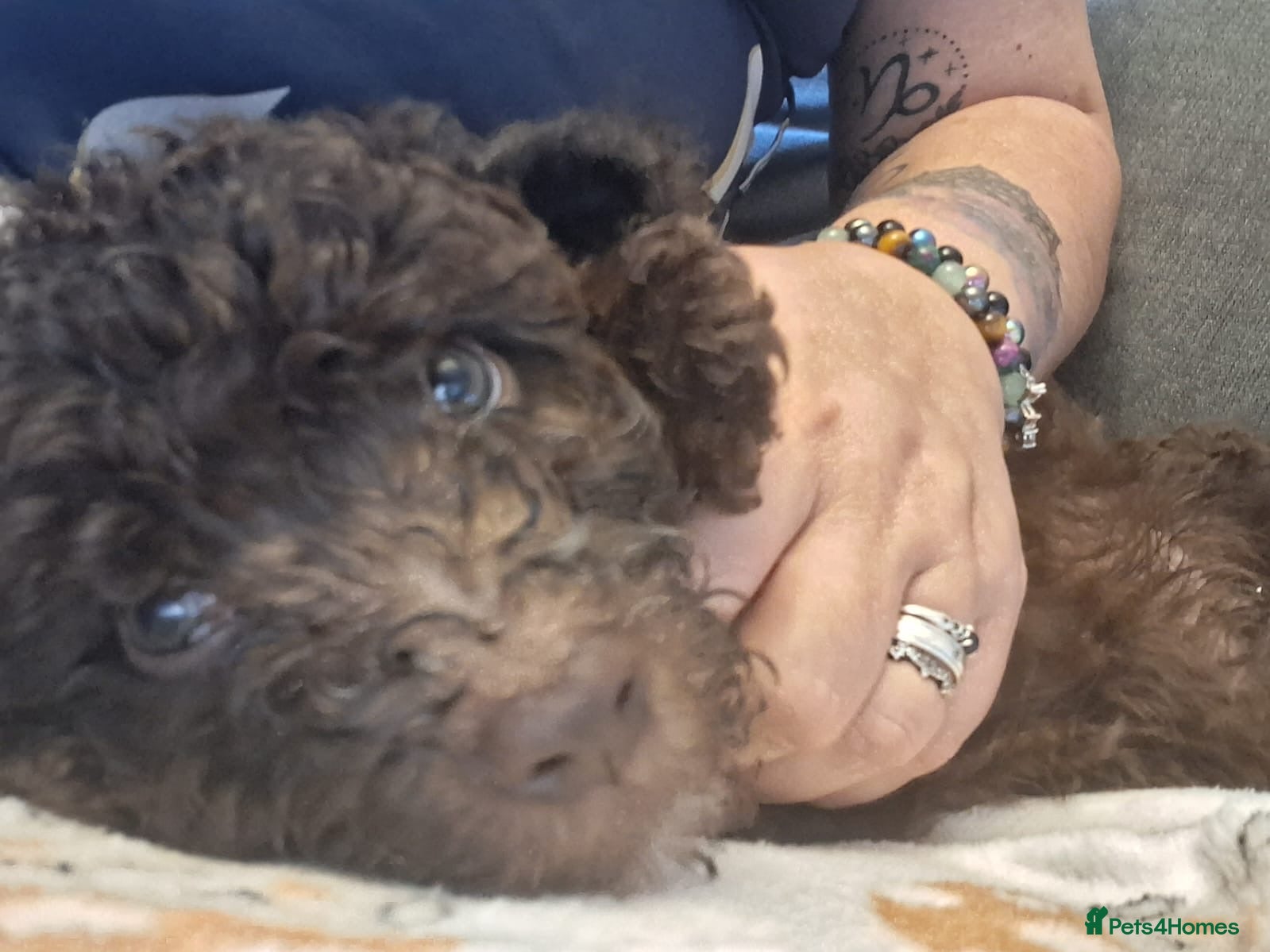 Cockapoo dogs Our Murphy - Advert 15